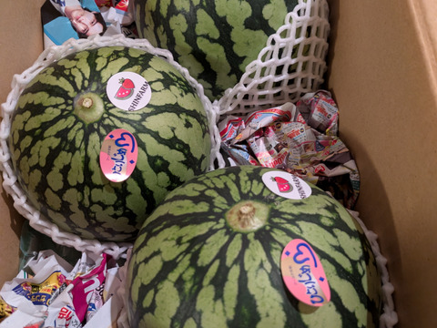 お手ごろサイズ♪名産地熊本県よりお届け‼︎小玉スイカ3玉入り(1.35kg
