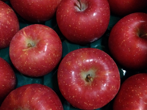 先行予約！涼香の季節10キロ家庭用