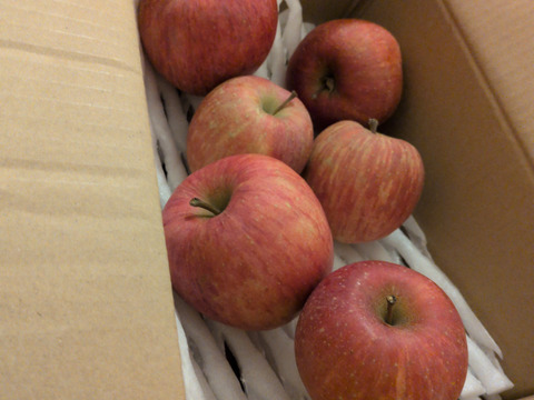 こだわりの葉取らずふじ 家庭用 さんフジ 山形 朝日町産 りんご 約5kg 20個程度