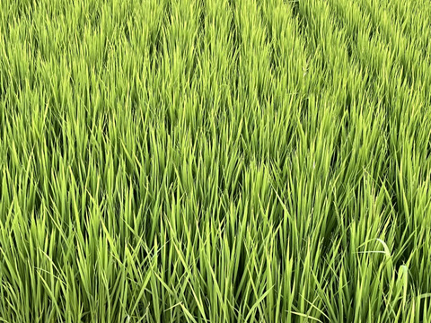 【淡路島五色産　コシヒカリ！　〜令和6年新米予約〜　】白米　『約5kg ✖️2袋』をお届け