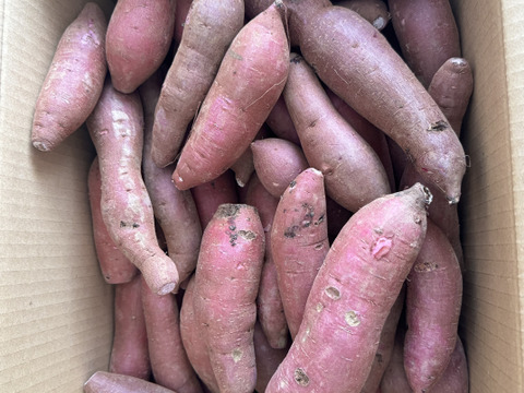さつまいも(ふくむらさき)10kg  サイズS〜L