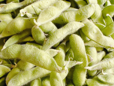 丹波で育てた枝豆‼️【富貴‼️】1kg入‼️
枝豆の甘みを感じて下さい❗️