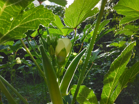 石垣島蜜蜂農園のおくら