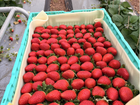 てぃあらふぁーむが届ける赤い宝石「いちごさん」大玉1箱約500g