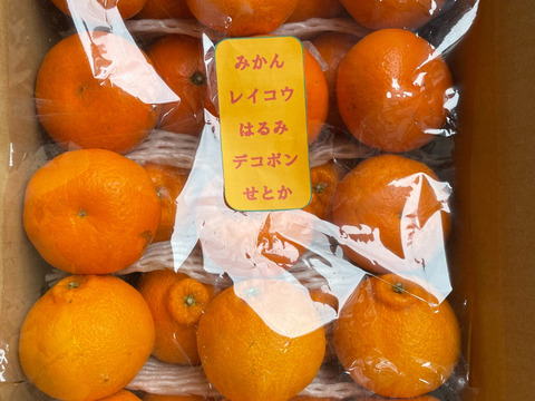 まるたま農園 柑橘詰め合わせ5種　ご家庭用(箱込約5kg)