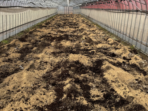 【有機肥料•農薬不使用】喉を潤すジューシーさと飽きない優しい甘み♡福井で生まれた華小町トマト！【1kg】