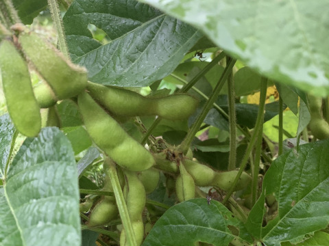 奥出雲産自然栽培丹波黒えだまめ(1kg)