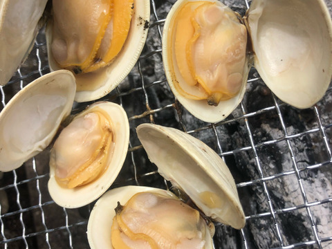 船橋三番瀬ホンビノス貝　無選別10kg