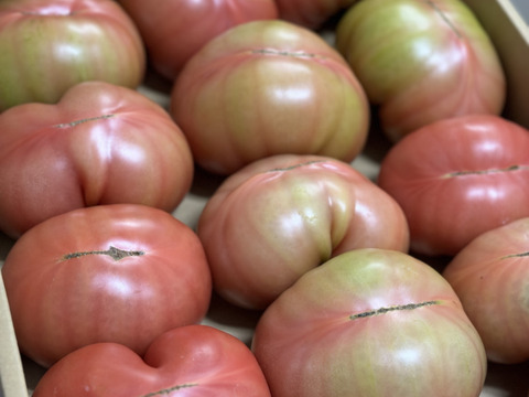 【訳有り品】キズあり不揃いトマト約3.6キロ