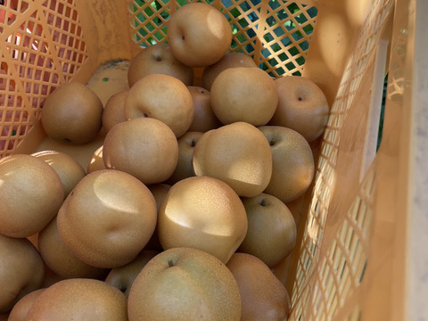 収穫祭 【農薬節減 】りんご  サンつがる　和梨　【あきづき　豊水】約3キロ詰め合わせ