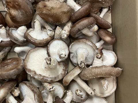 生椎茸　朝採れ新鮮　千葉県産不ぞろい4kg　産地直送