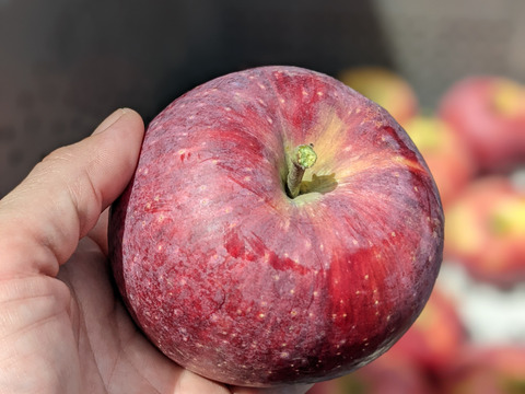 真っ赤な甘い夏りんご！【シナノリップ】自家用3キロ