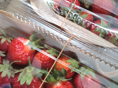【まとめ買い用（チルド）】いちご３０個以上、２パック（19cm✕12.6cmのパック）🍓農薬、除草剤、化学肥料等一切不使用🍓昔懐かしいようないちご🍓ゆうパック翌日配送🍓※品種はお選びできません