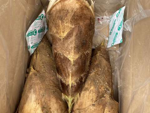 春限定】京都・長岡京産”タケノコ”【4Kg】：京都府産の孟宗竹｜食べ