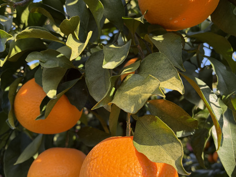 愛媛県八幡浜市産 清見オレンジ(8kg)