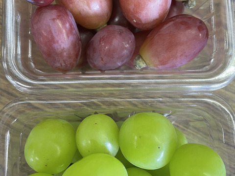 新品種　我が道　＆　シャインマスカット　 SOS