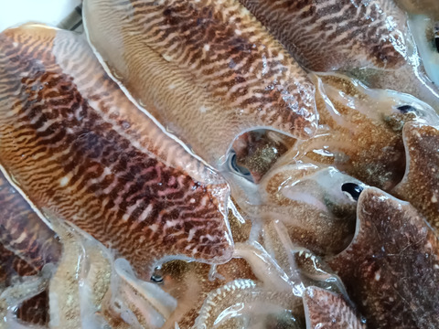 紋甲イカ下処理済1.8kg『関門海峡産』刺身用身900g下足900g　分厚く甘みがあって食べ応えありますよ♪
