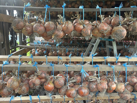 ◎農家直送!!【訳あり】淡路島産ブランド玉ねぎ 『にじたま』10kgダンボール入り（ご家庭用・25個前後） 使いやすいL・2L・3L混在！