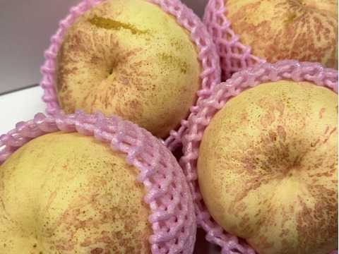 超レア硬い桃‼️CX（シーエックス）1.8キロ【訳あり】：山形県産のCX