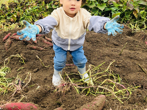 栗かぐや　1.8kg 栽培期間中　農薬不使用