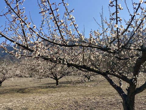 ⭐︎完全予約販売⭐︎ 和歌山が誇るブランド梅！南高梅✨サイズ混合（S〜L）5kg