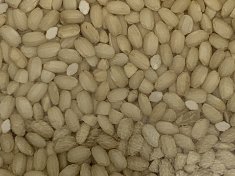 もち米　農薬肥料不使用の自然栽培【ヒヨクモチ】令和五年度産 白米2kg(1kg×2袋) 兵庫県産
