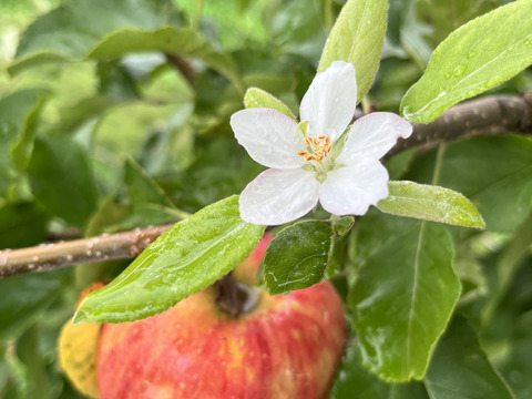長野県産・美味しい完熟りんご『シナノドルチェ』3kg