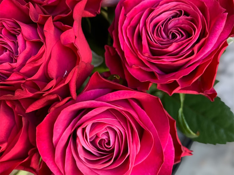 【赤パープル系15本】2月限定☆厳選バラ☆贈り物にもおすすめ（ご自宅用簡易包装/50cm）