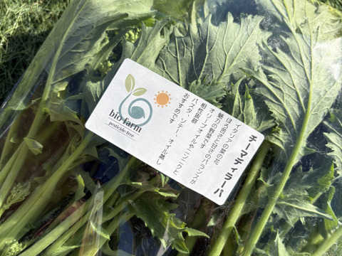 チーマディラーパ【イタリア冬の味】