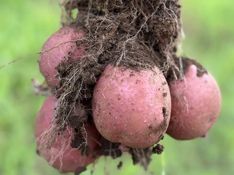 自然栽培 丹沢山麓の固定種・在来種野菜Mセット 5〜6品種【農薬・化学肥料・動物性肥料は一切不使用】菌ちゃん農法