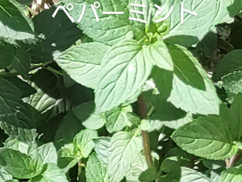 ペパーミント10本以上🌿爽やかな香り🌿約15cm☆自然栽培🏣ゆうパック