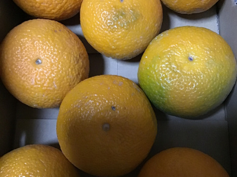 お試しスイートスプリング２キロ