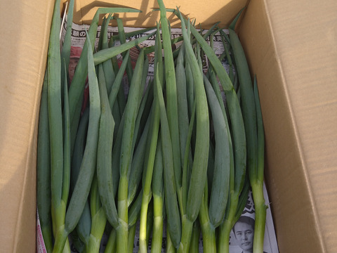 風味抜群！九条ねぎ　1kg以上（農薬・化学肥料・除草剤不使用）