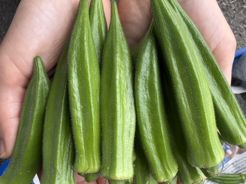 【朝採れ新鮮‼️鹿児島・指宿産オクラ（正品）】32本入り