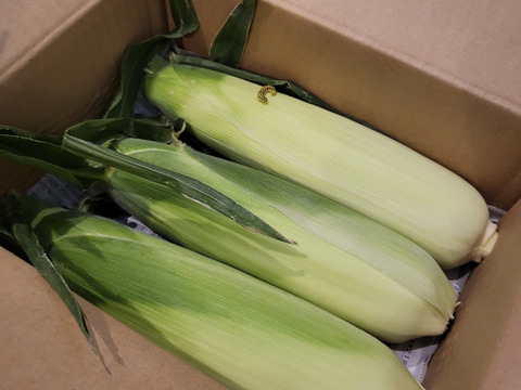 ※10日待ち(3本入) 信州産｜生糖もろこし｜瑞々しく甘いフルーツコーン