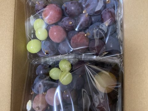 【つぶつぶセット】巨峰（約1.2kg）甘いけど、色むら、小粒多数。巨峰のお味を楽しめます。