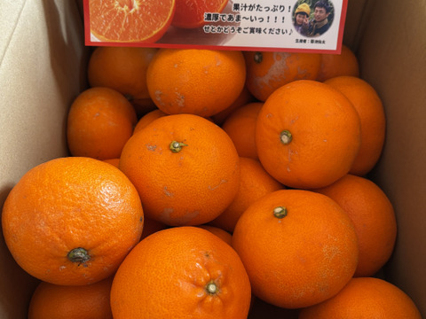 【訳あり】柑橘の大トロ!愛媛県産『せとか』(5kg)※生傷あり