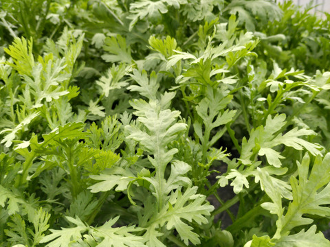 【福袋】鍋・お雑煮の葉物セットA＜セリ/春菊/ホウレンソウ,各300g＞ 【冬ギフト】