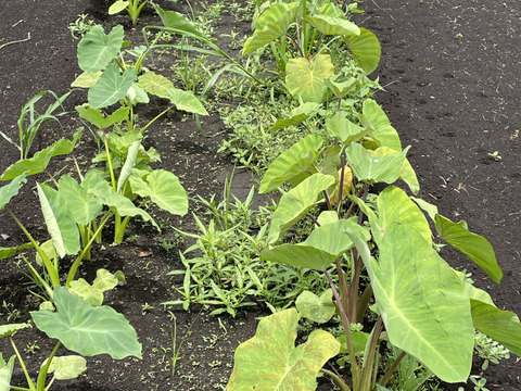 【定番福袋】もりもりお芋野菜セット 農薬不使用で育てたお芋 さつまいもと里芋4kg以上　採れたて葉物野菜もサービスでお届け致します。