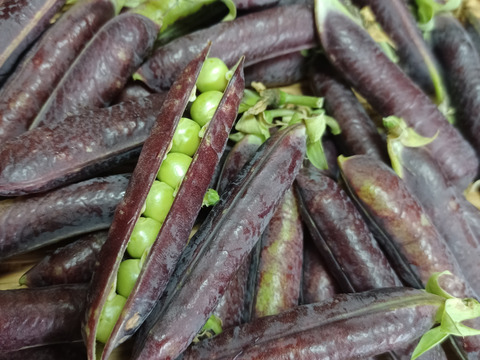 紫エンドウ【ツタンカーメン】５００g甘みと香りたっぷり。農薬化学肥料不使用