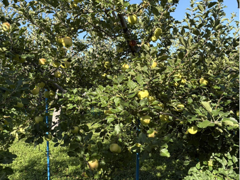 今が旬！特別栽培りんご『トキ（黄りんご）』Ａ品・3㎏