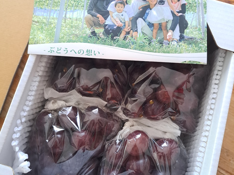 朝採れ！岡山県産ピオーネ2kg(4〜5房)2箱 訳あり】朝採れ新鮮！ピオーネ2kg箱：岡山県産のピオーネ