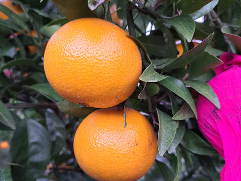 旬の有機栽培柑橘味比べセット3kg