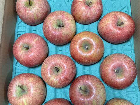 ＼12月10日まで／【個性溢れるりんごたち】『サンふじ』５キロ【１２〜２０玉入り】【家庭用】【訳あり】🍎山形りんご🍎