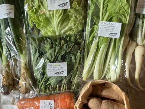 野菜セット Sサイズ【7品】
