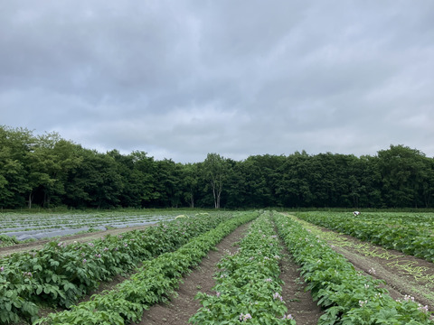 北海道産‼️農薬化学肥料不使用🎃🥔🧅旬の3点セット‼️くりりん南瓜＋新物玉ねぎ＋新じゃが＝約10㎏☺