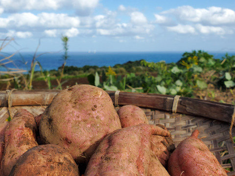 五島直送！潮風 × 火山灰土が育てた熟成島さつまいも『安納芋』4kg