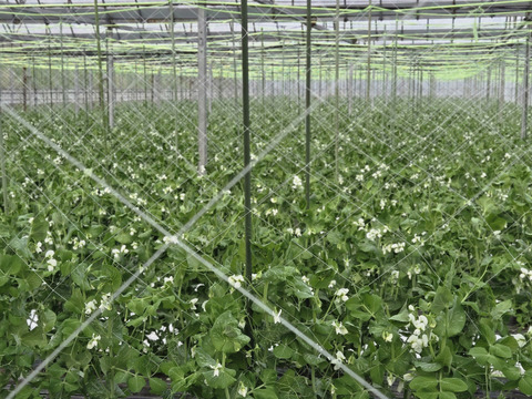 【岐阜県産】シャキッと甘いスナップえんどう３００g×６