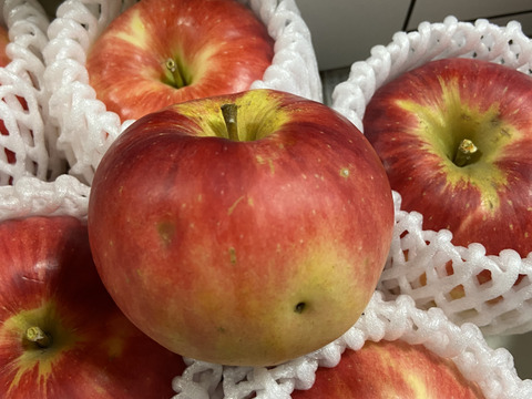 近日中発送！家庭用 希少りんご！さんさ 約2kg 信州りんご