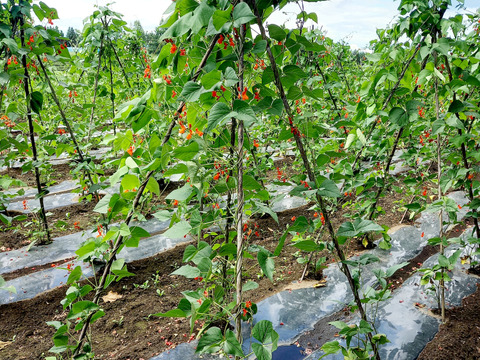 北海道十勝産【栗豆・虎豆・大福豆】よりどり合計870gセット＊組み合わせ自由＊令和7年度産